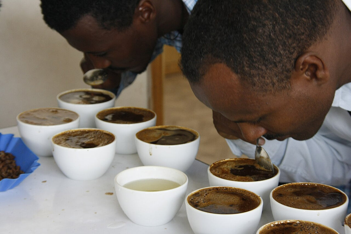 Profesionales evaluando aromas durante una cata de café
