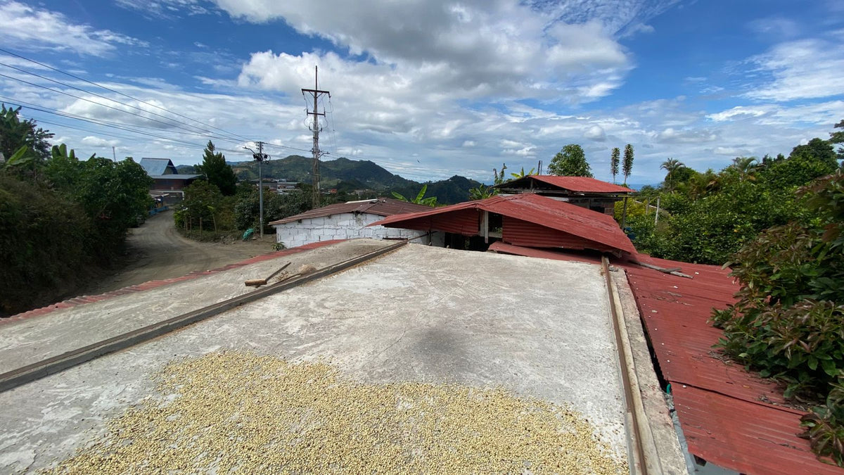 Patio elevado para el secado de café