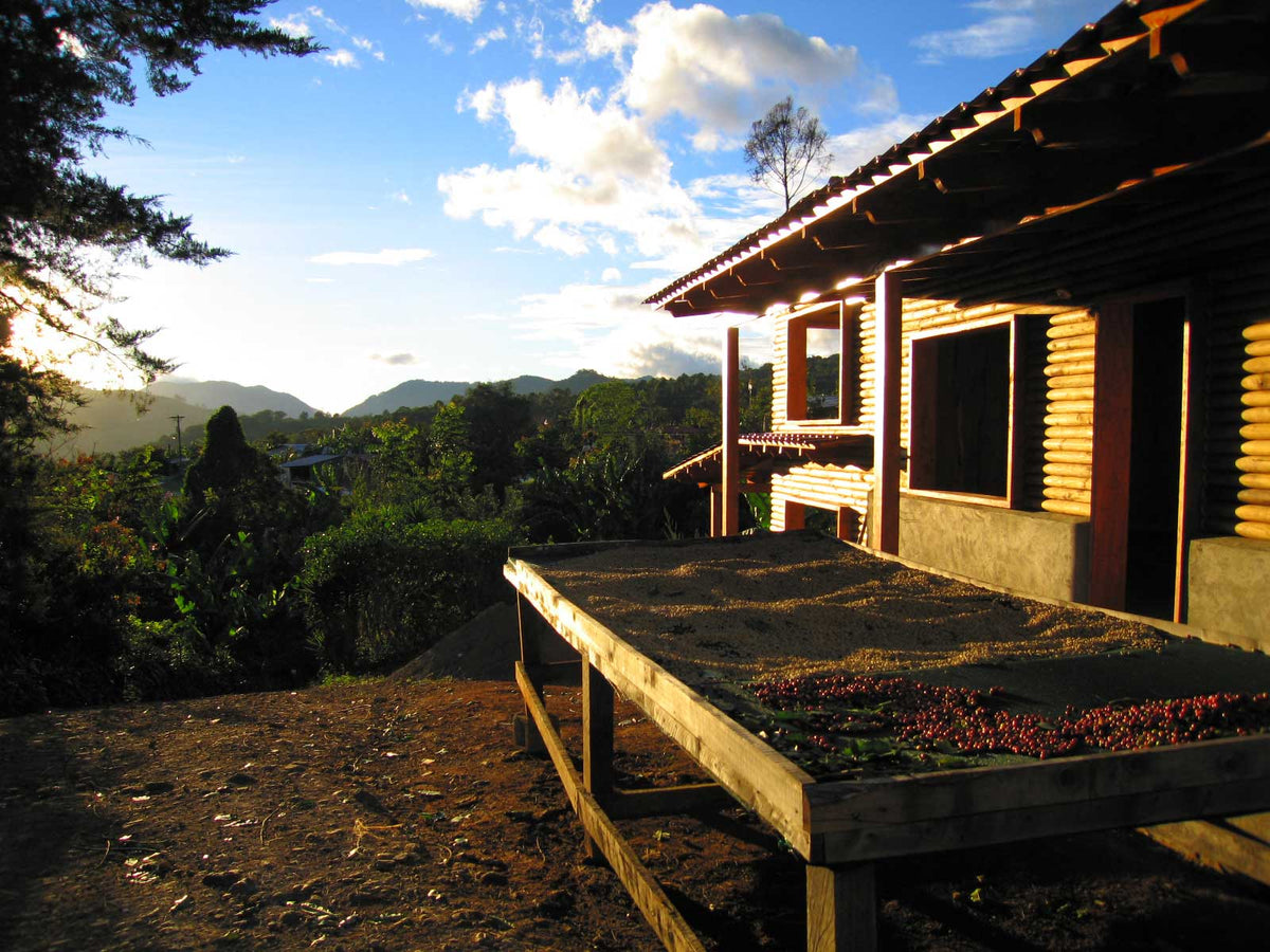 Cerezas de café maduras secándose en una finca