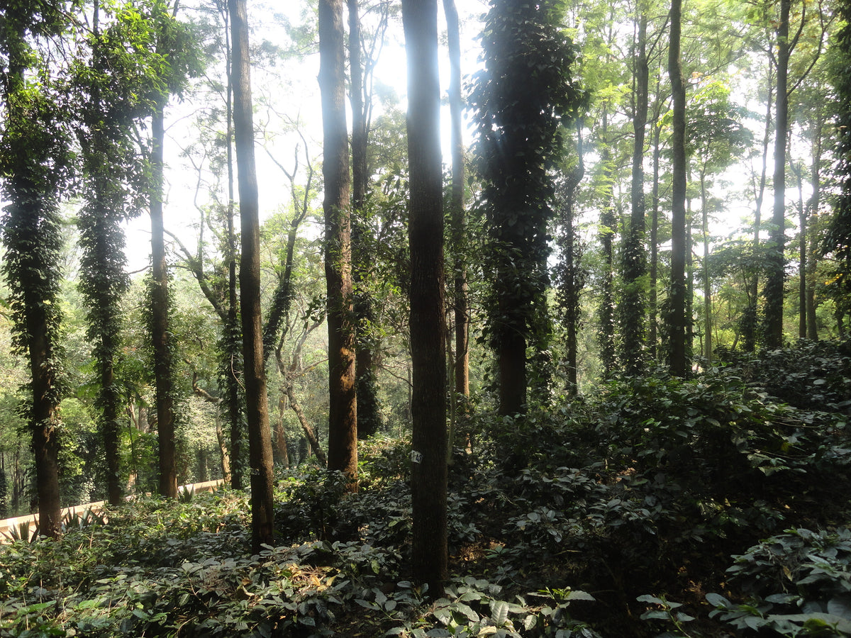 Cultivo de café bajo árboles de sombra