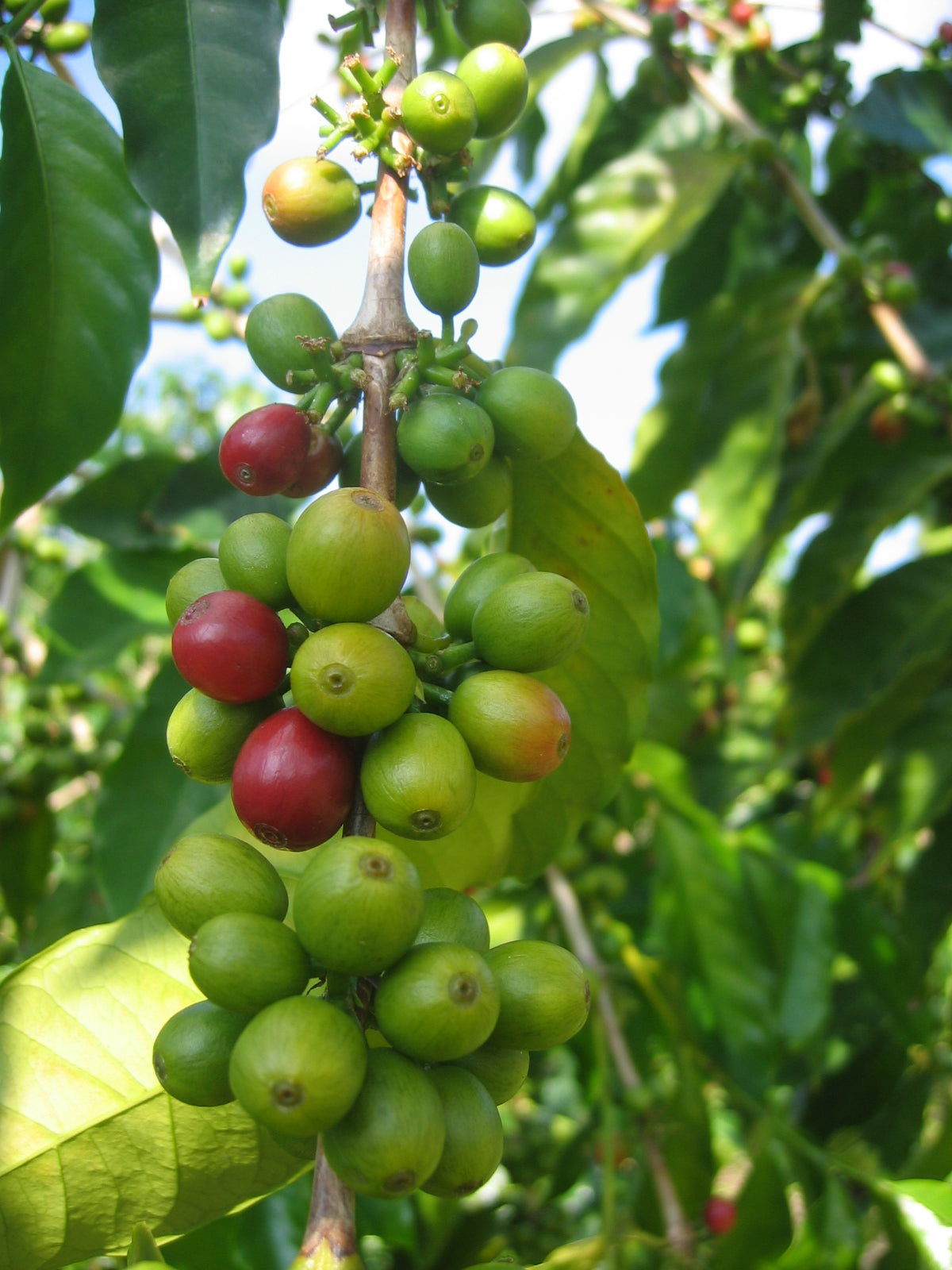 Cerezas de café maduras y verdes en la planta