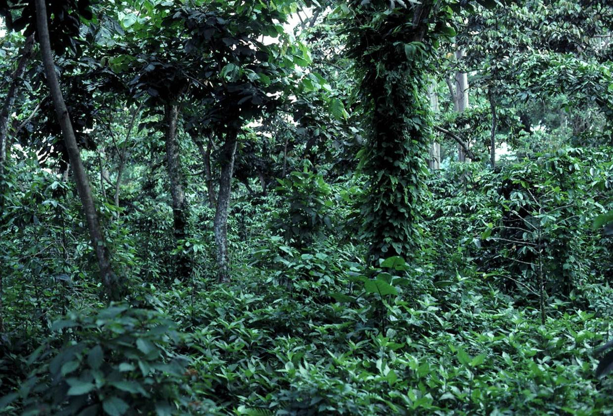 Cafetales de sombra en Guatemala